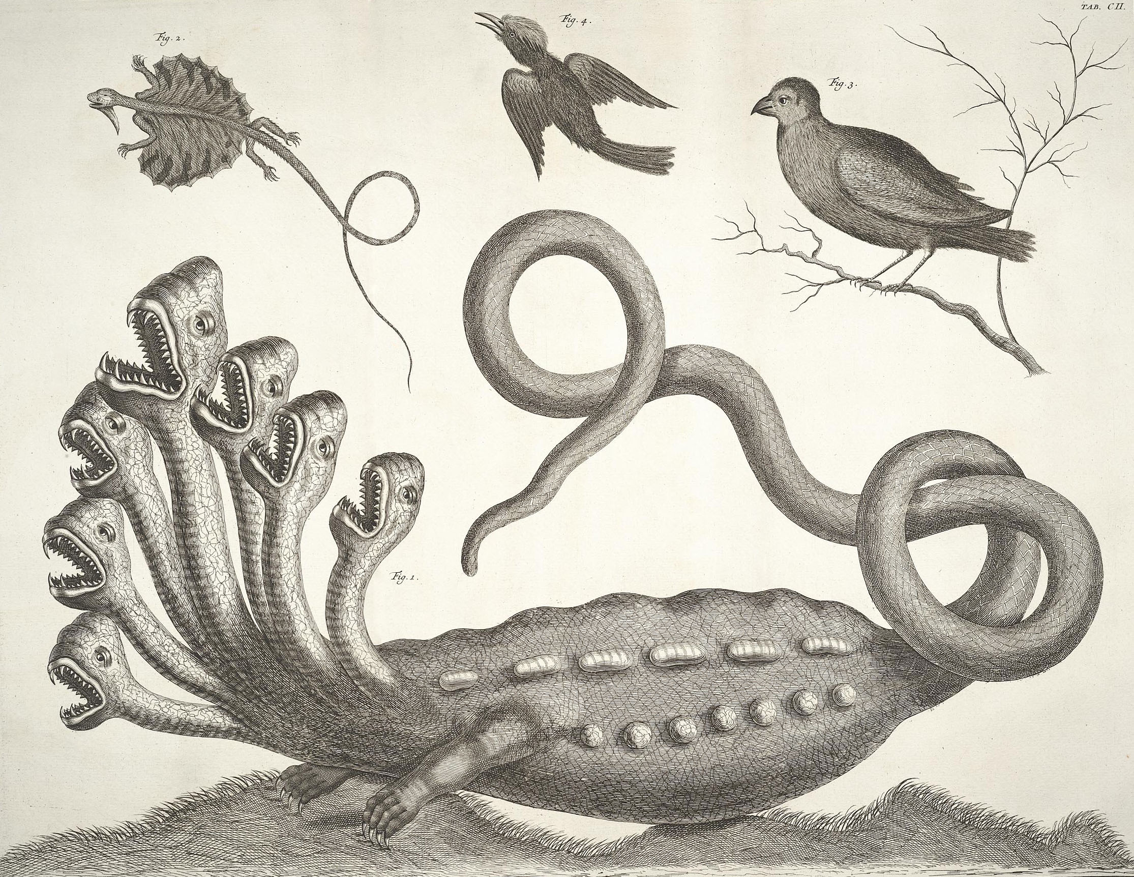 Illustration from Locupletissimi rerum naturalium thesauri by Albertus Seba (1734)